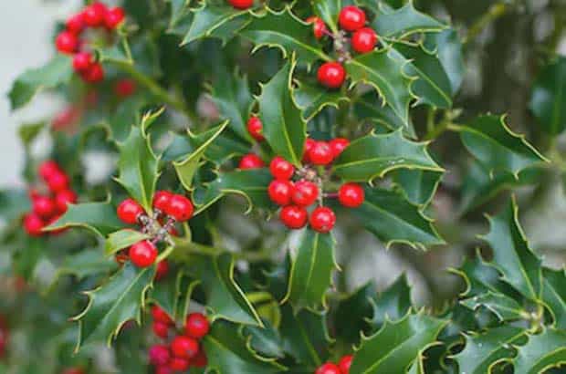 muérdago navideño