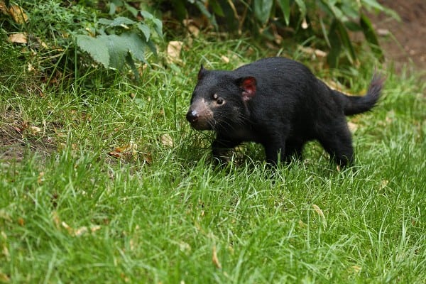 habitat demonio de tasmania