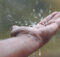 beber agua de lluvia