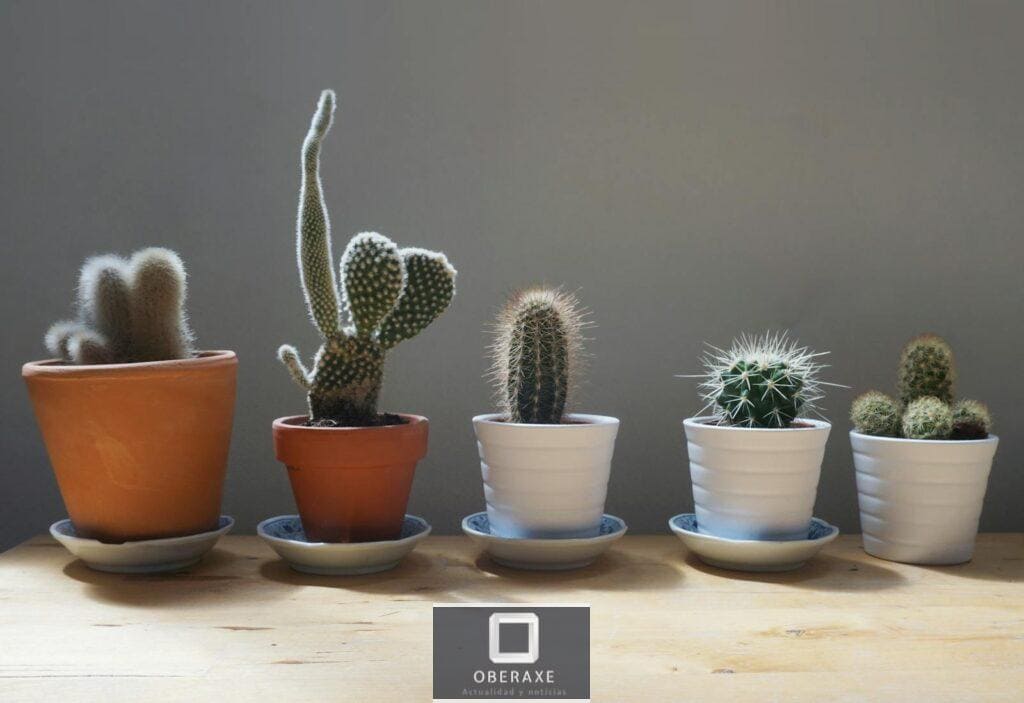 decorar tu jardín económicamente
